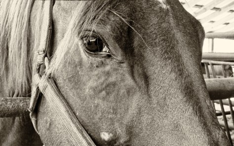 This image has an empty alt attribute; its file name is firecracker.jpg